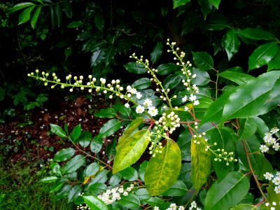 Feuilles et fleurs du Laurier du Portugal, Prunus lusitani… 