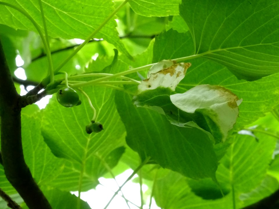Bractée blanche ressemblant à un mouchoir sur l'Arbre aux … 