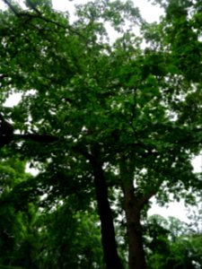 Feuilles de l'Arbre aux mouchoirs, Davidia involucrata, Ny… 