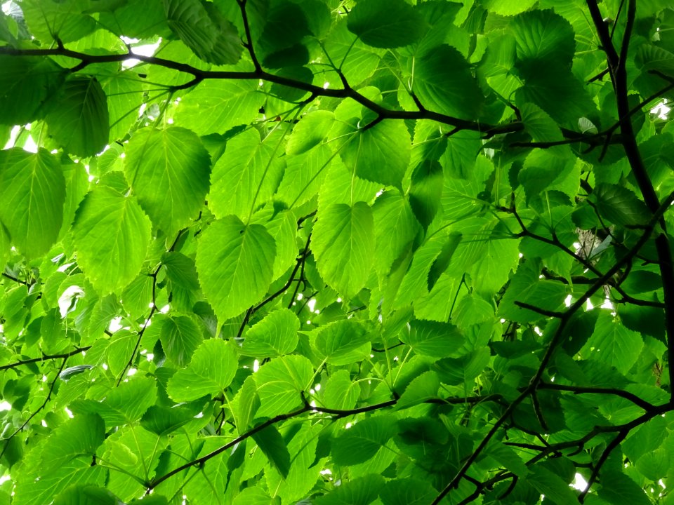 Feuilles de l'Arbre aux mouchoirs, Davidia involucrata, Ny… 