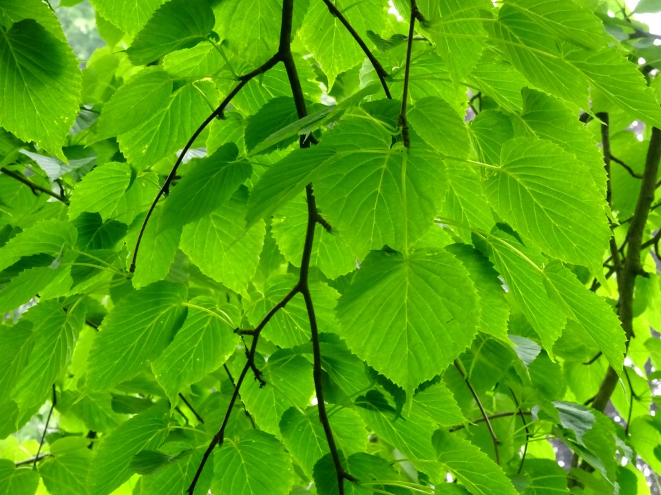 Feuilles de l'Arbre aux mouchoirs, Davidia involucrata, Ny… 