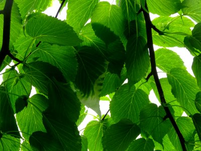 Feuilles de l'Arbre aux mouchoirs, Davidia involucrata, Ny… 