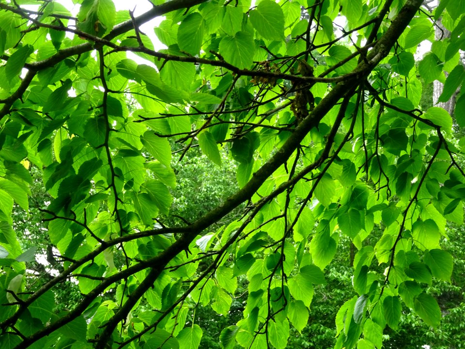 Feuilles de l'Arbre aux mouchoirs, Davidia involucrata, Ny… 