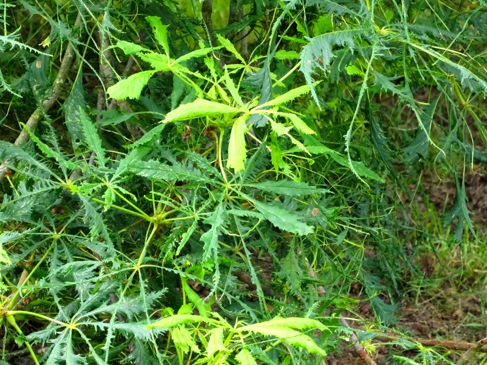 Feuilles du Marronnier lacinié, Aesculus hippocastanum 'La… 