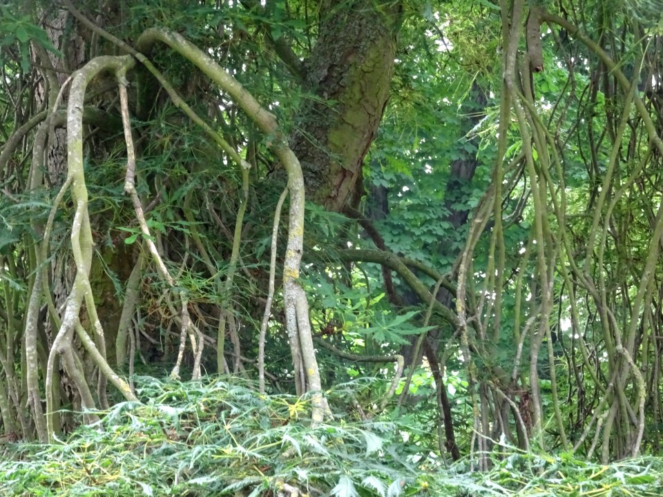 Tronc et rameaux pendants du Marronnier lacinié, Aesculus … 