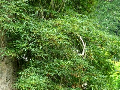 Feuilles du Marronnier lacinié, Aesculus hippocastanum 'La… 