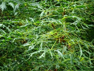 Feuilles du Marronnier lacinié, Aesculus hippocastanum 'La… 