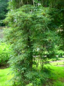 Feuilles du Marronnier lacinié, Aesculus hippocastanum 'La… 