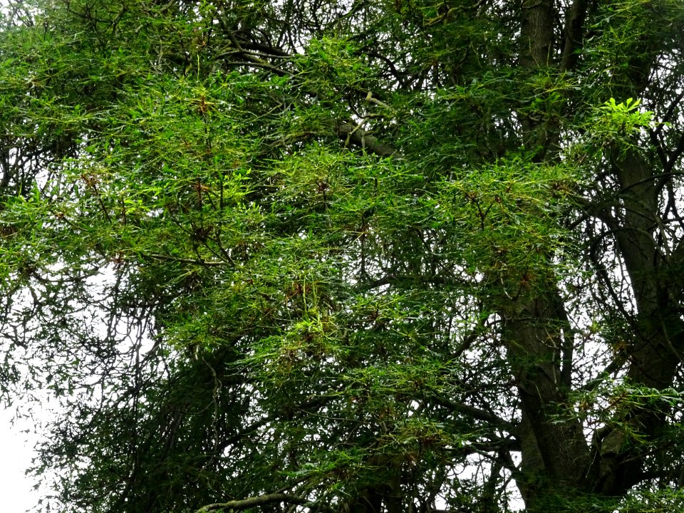 Feuilles du Marronnier lacinié, Aesculus hippocastanum 'La… 