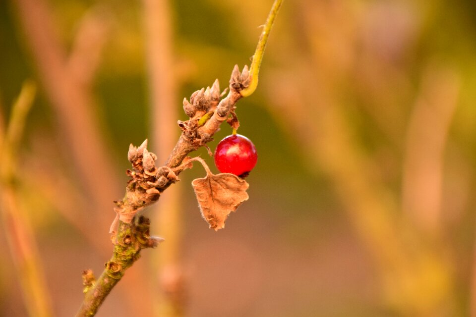 Fall color gleanings ripe