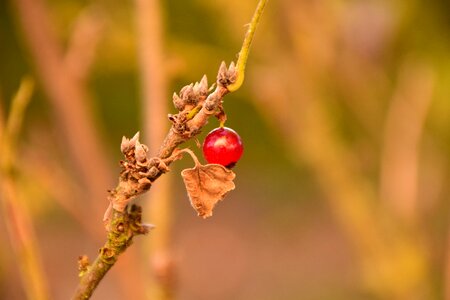 Fall color gleanings ripe