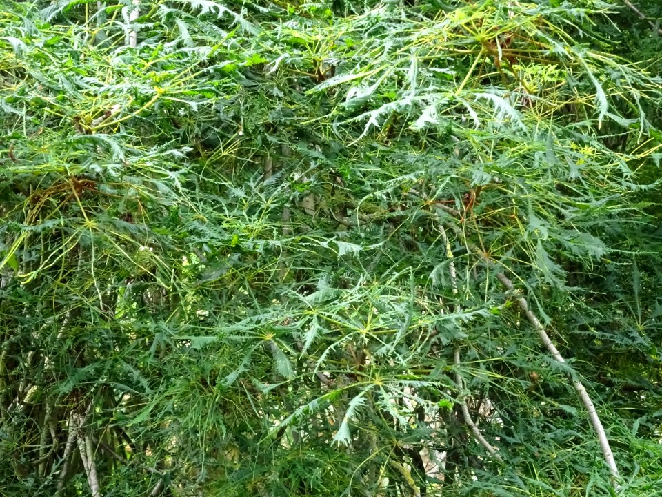 Feuilles du Marronnier lacinié, Aesculus hippocastanum 'La… 