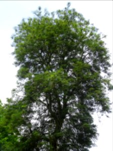 Marronnier lacinié, Aesculus hippocastanum 'Laciniata', Hi… 