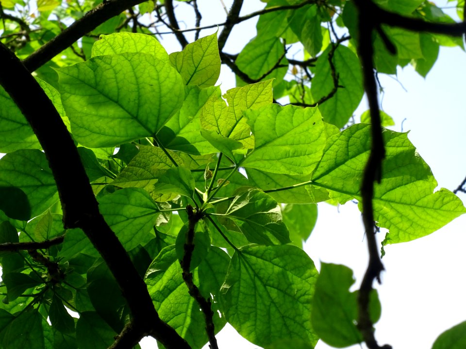Feuilles du Catalpa commun ou arbre aux haricots, Catalpa … 