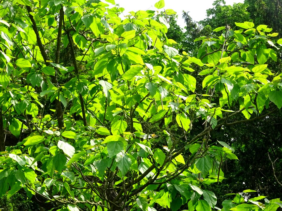 Feuilles du Catalpa commun ou arbre aux haricots, Catalpa … 
