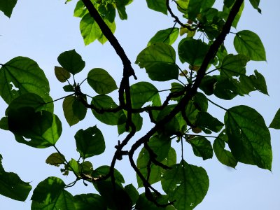 Feuilles du Catalpa commun ou arbre aux haricots, Catalpa … 