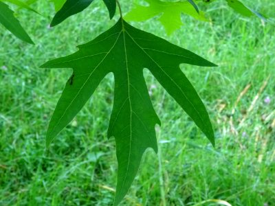 Feuilles du Platane de Chypre, Platanus orientalis var. di… 