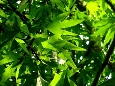 Feuilles du Platane de Chypre, Platanus orientalis var. di… 