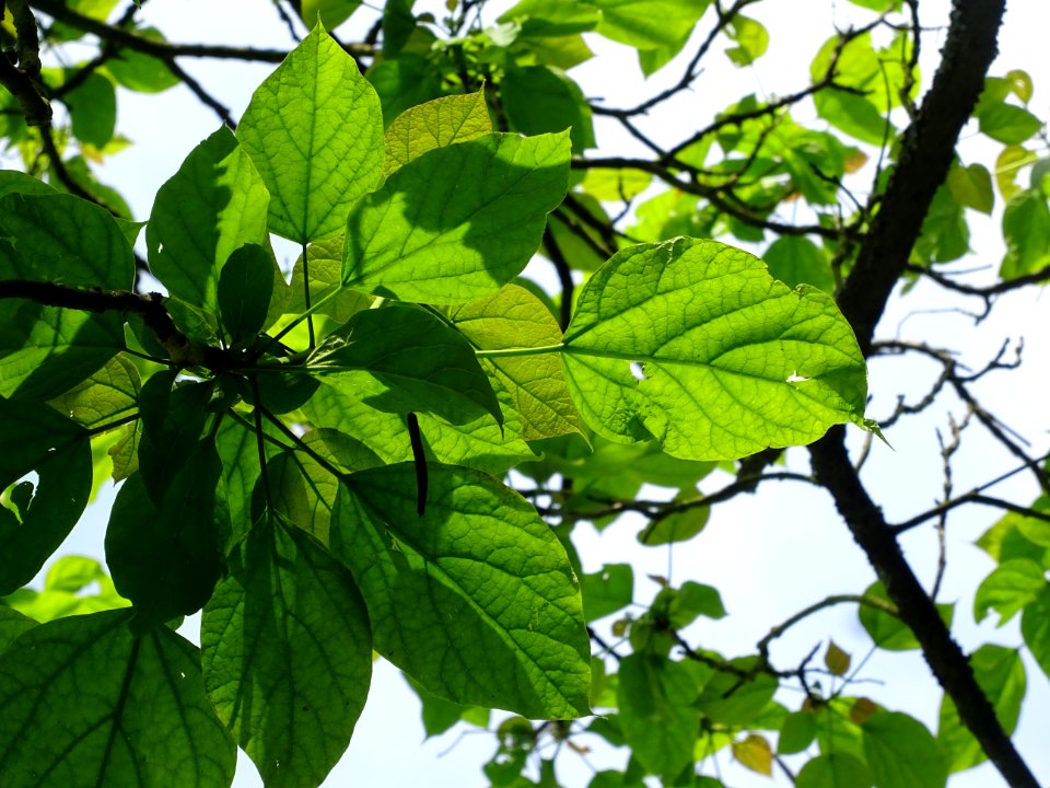 Feuilles du Catalpa commun ou arbre aux haricots, Catalpa … 
