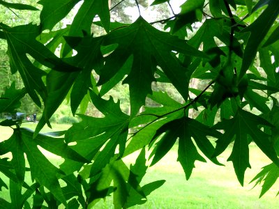 Feuilles du Platane de Chypre, Platanus orientalis var. di… 