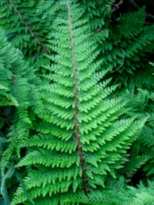 Fronde verte du Polystic à frondes soyeuses, Polystichum s… 