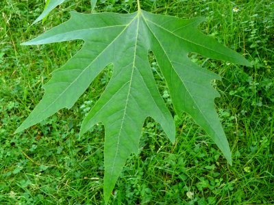 Feuille du Platane de Chypre, Platanus orientalis var. dig… 