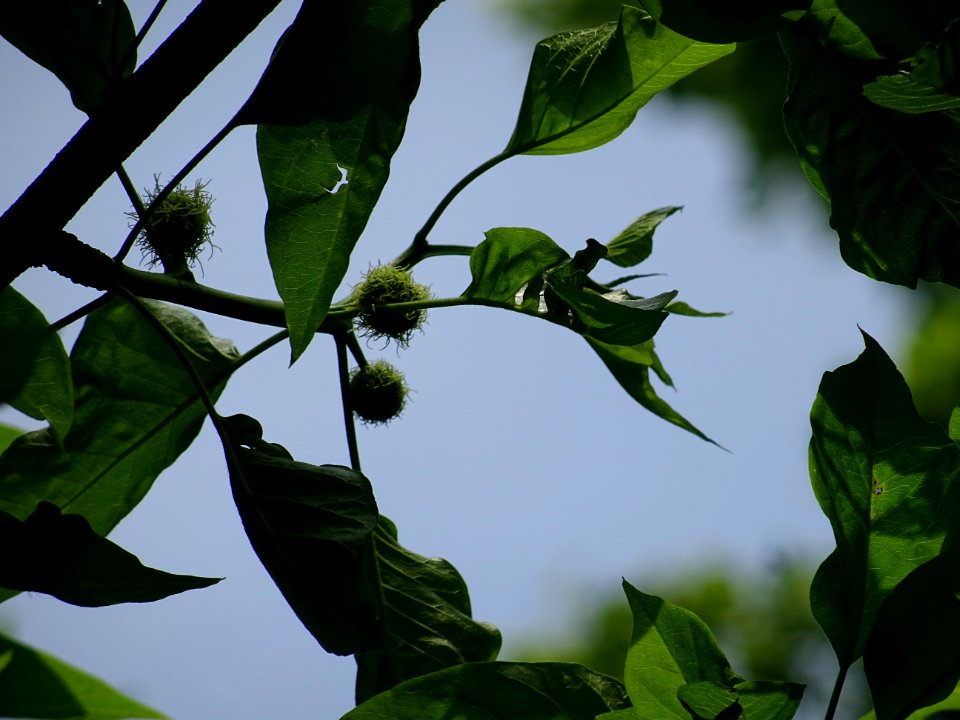 Jeunes fruits immatures de l' Oranger des Osages, Maclura … 