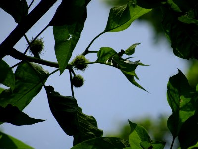 Jeunes fruits immatures de l' Oranger des Osages, Maclura … 