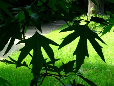 Feuilles du Platane de Chypre, Platanus orientalis var. di… 