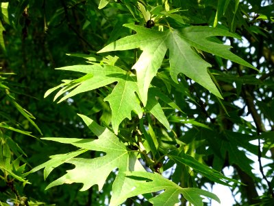 Feuilles du Platane de Chypre, Platanus orientalis var. di… 