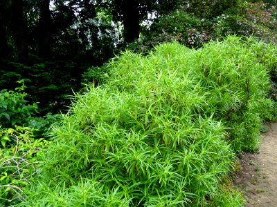 Euphorbe arbustive, Euphorbia dendroïdes, Euphorbiacées 