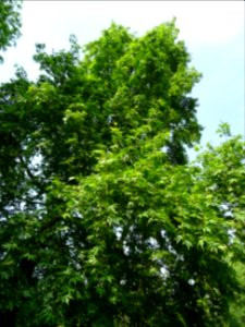 Feuilles du Platane de Chypre, Platanus orientalis var. di… 