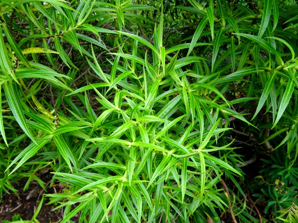 Euphorbe arbustive, Euphorbia dendroïdes, Euphorbiacées 