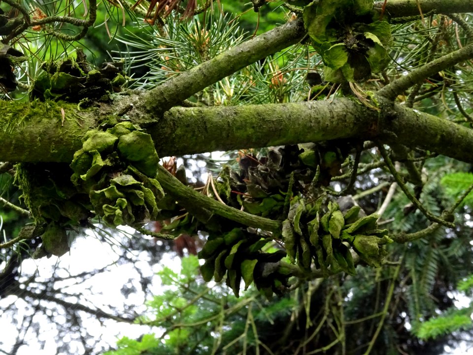 Cônes femelles du Pin blanc du Japon, Pinus parviflora, Pi… 