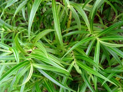 Euphorbe arbustive, Euphorbia dendroïdes, Euphorbiacées photo