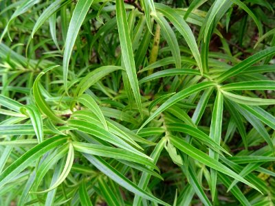 Euphorbe arbustive, Euphorbia dendroïdes, Euphorbiacées 