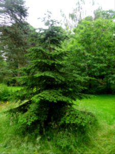 Sapin de Sicile, Abies nebrodensis, Pinacées 