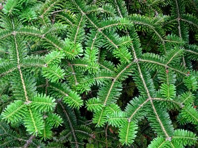 Rameaux caractéristiques en croix du Sapin de Sicile, Abie… 