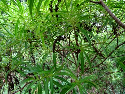 Euphorbe arbustive, Euphorbia dendroïdes, Euphorbiacées photo
