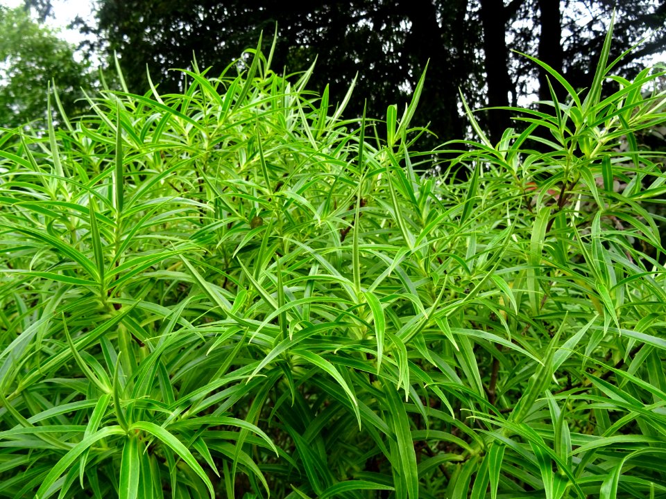Euphorbe arbustive, Euphorbia dendroïdes, Euphorbiacées 
