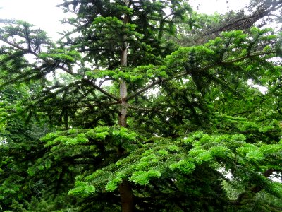 Sapin de Sicile, Abies nebrodensis, Pinacées 