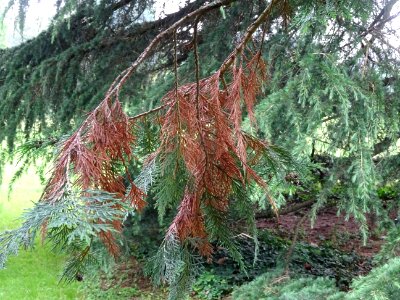 Rameaux secs et verts du Cyprès de Lawson, Chamaecyparis l… 