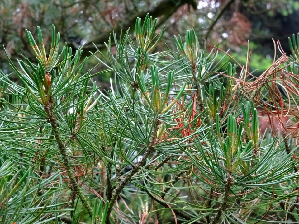 Jeunes aiguilles du Pin blanc du Japon, Pinus parviflora, … 