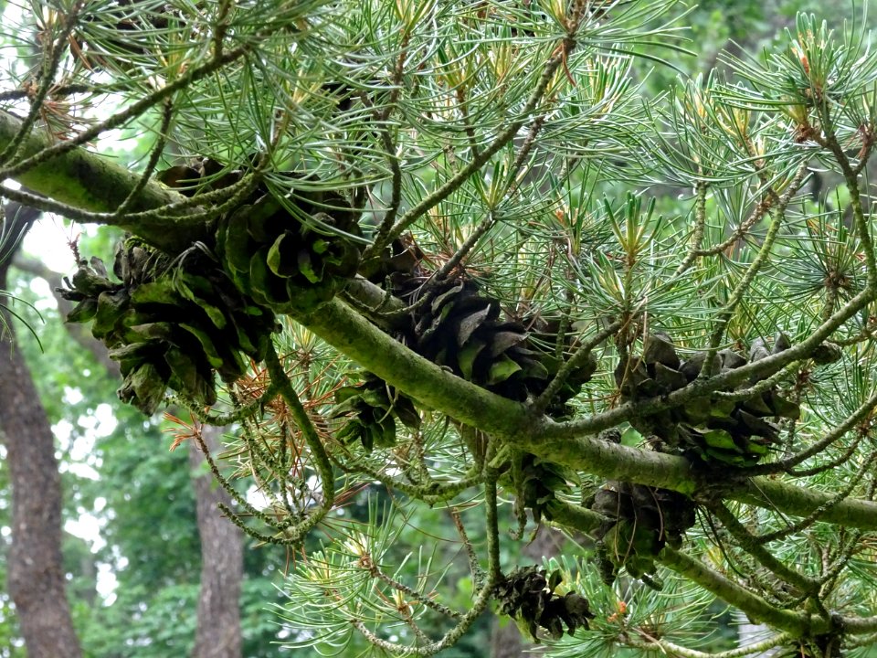 Cônes femelles du Pin blanc du Japon, Pinus parviflora, Pi… 