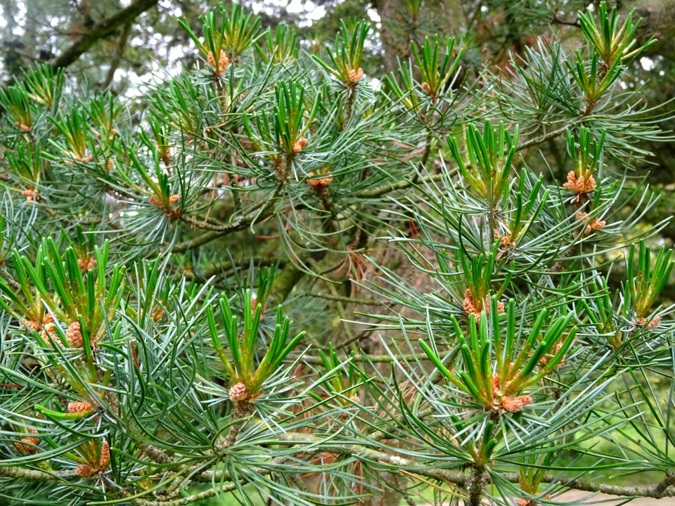 Jeunes aiguilles du Pin blanc du Japon, Pinus parviflora, … 