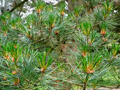 Jeunes aiguilles du Pin blanc du Japon, Pinus parviflora, … 