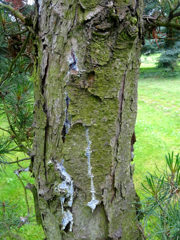 Ecorce du Pin blanc du Japon, Pinus parviflora, Pinacées 