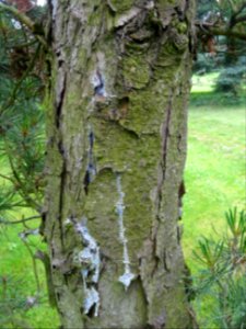 Ecorce du Pin blanc du Japon, Pinus parviflora, Pinacées 