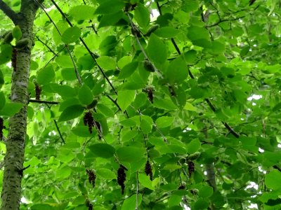 Fruits immatures vert pâle et châtons pendants du Charme-h… 
