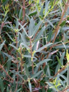 Filaire à feuilles étroites, Phillyrea angustifolia, Oléac… 